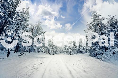 Winter Scene: Road And Forest With Frost On Trees